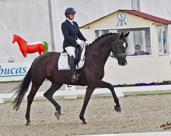 dressage horse PERLA NEGRA (Oldenburg, 2015, from Negro)