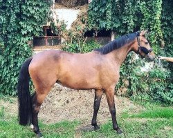 jumper Cocosinka (German Warmblood, 2016, from Stubbenhof's Cocosinni)