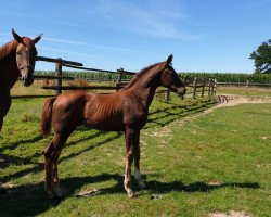 dressage horse Hengst von By your Side / Fleury (Westphalian, 2020, from By your Side 3)