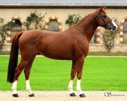 stallion Cochise D'Adriers (Selle Français, 2012, from President)