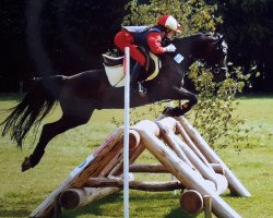 jumper Dark Fellow (German Riding Pony, 1995, from Dressman)