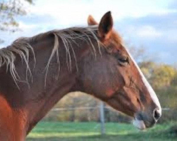 broodmare Hombline de l'Etang (Selle Français, 1995, from Atoll d'Adriers)