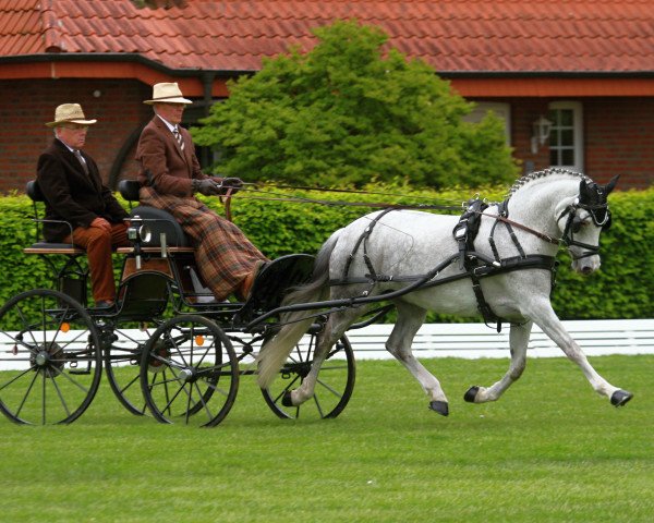 broodmare Coffee Cat (German Riding Pony, 2009, from Top Champy)