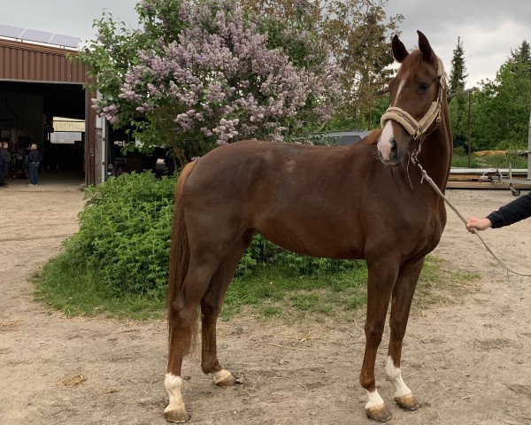 dressage horse Quintana B 3 (Hanoverian, 2016, from Quantensprung 3)