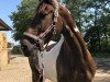 dressage horse Bontara Beshania (German Warmblood, 2010, from Bonte Bart II)