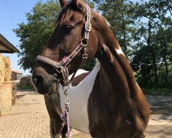 dressage horse Bontara Beshania (German Warmblood, 2010, from Bonte Bart II)