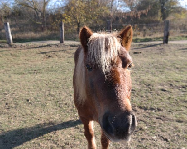 Pferd Aiko vom Delfshof (Shetland Pony, 2002, von Andy A 154 DDR)