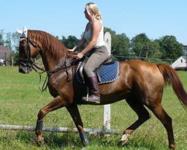 broodmare Poesie (Czech Warmblood, 1989, from 2266 Przedswit X-80)