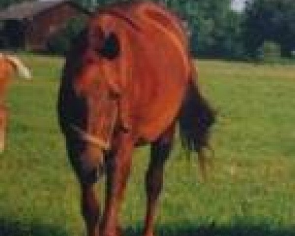 broodmare Prima (Kinsky horse,  , from Almhirt týnský)