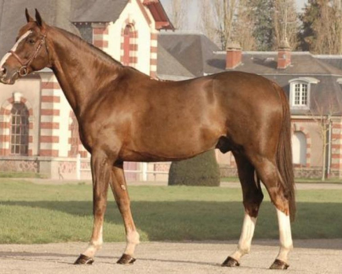 Deckhengst L'Amour Du Bois (Selle Français, 1999, von Rosire)