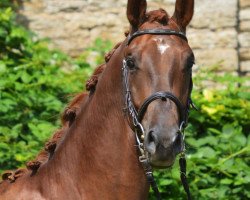 Pferd Qaxle (Westfale, 2015, von Quantensprung 3)