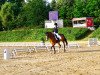 dressage horse Sunshine 631 (German Riding Pony, 2009, from Natango)