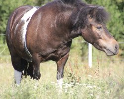 dressage horse Krümel (Shetland Pony, 2014, from Putz)