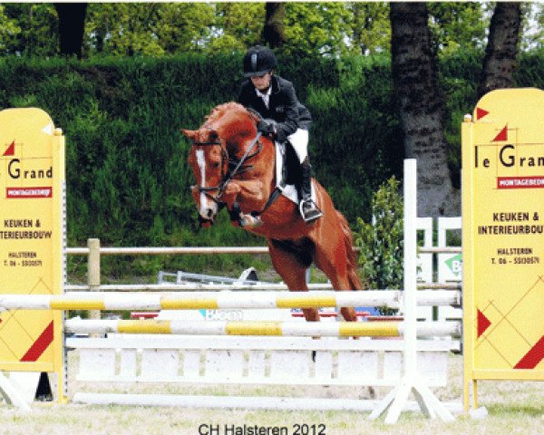 jumper Orchid's Paraqui (New Forest Pony, 2008, from Justin 127)