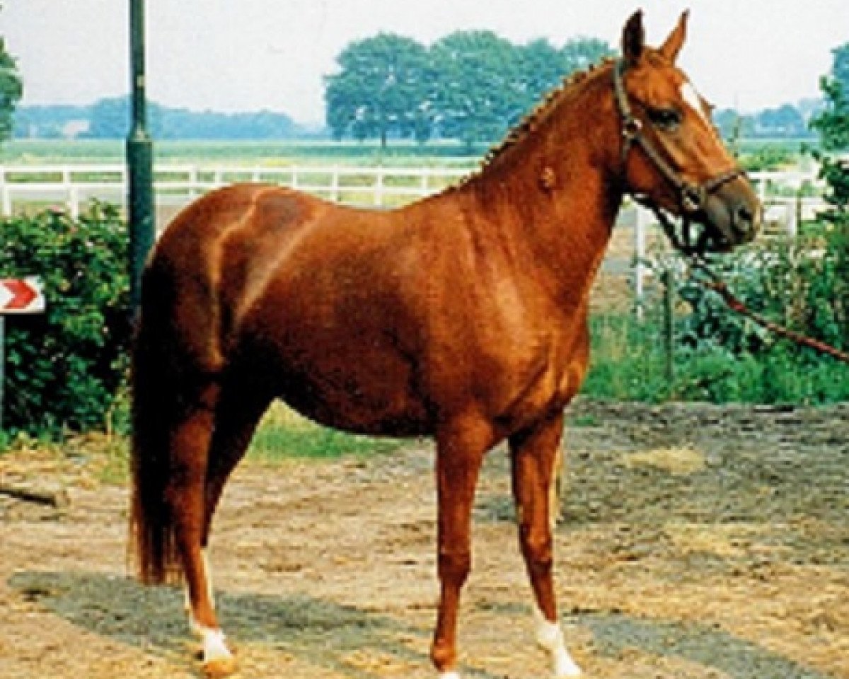 Zuchtstute Orchid's La Sianthera (New-Forest-Pony, 1993, von Kantje's Ronaldo)