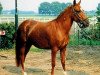 broodmare Orchid's La Sianthera (New Forest Pony, 1993, from Kantje's Ronaldo)
