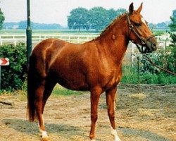 Zuchtstute Orchid's La Sianthera (New-Forest-Pony, 1993, von Kantje's Ronaldo)