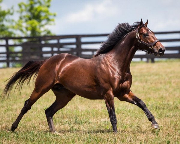 stallion Fort Larned xx (Thoroughbred, 2008, from E Dubai xx)