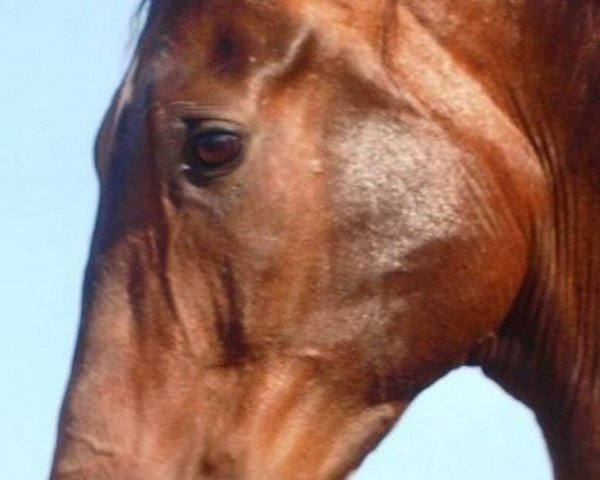 horse Gentleman (Andalusier, 2012)