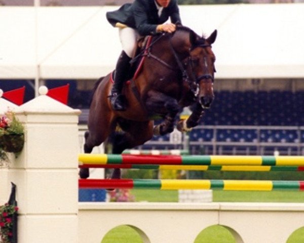 stallion Hermes de Reve (Selle Français, 1995, from Quito de Baussy)