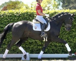 dressage horse Zazou Noir (Westphalian, 2017, from Zonik One)