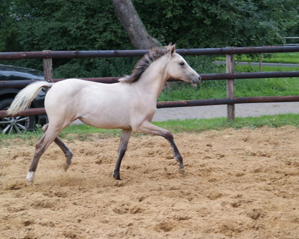 dressage horse Die kleine Gräfin (Westphalian, 2017, from Dating At NRW)