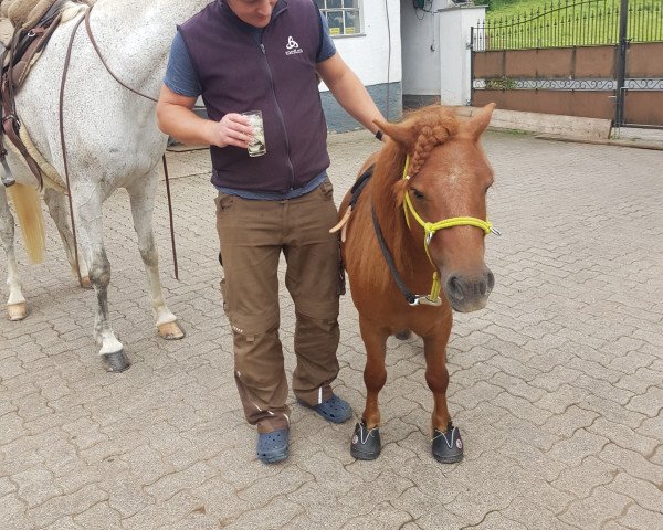 Pferd Wilko (Shetland Pony, 2016, von Well done)