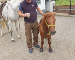 Pferd Wilko (Shetland Pony, 2016, von Well done)