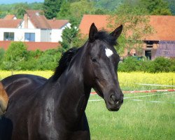 broodmare Rani (German Sport Horse, 2011, from Donauklang)