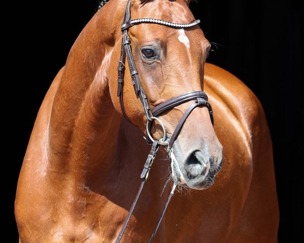 horse Chepetto 27 (KWPN (Royal Dutch Sporthorse), 2016, from Canabis Z)