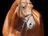 horse Chepetto 27 (KWPN (Royal Dutch Sporthorse), 2016, from Canabis Z)