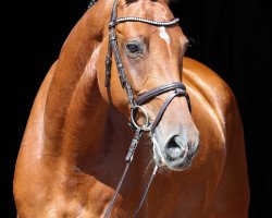 horse Chepetto 27 (KWPN (Royal Dutch Sporthorse), 2016, from Canabis Z)