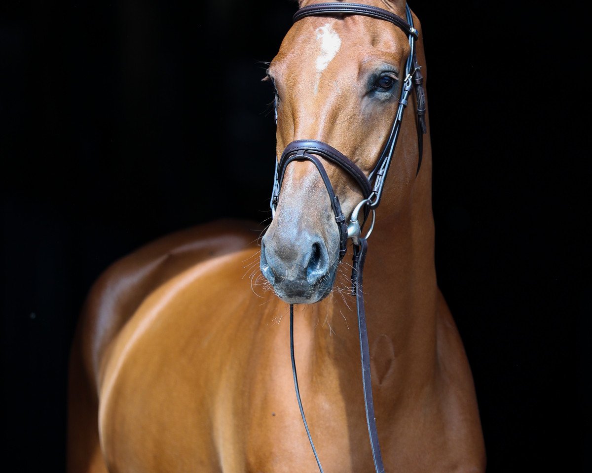 Springpferd Porquito T (Hannoveraner, 2015, von Perigueux)