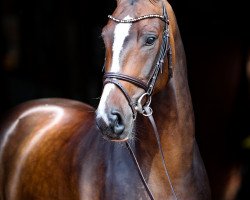 jumper Arvantos (Oldenburg show jumper, 2014, from Armitage)