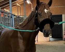 dressage horse Keanbeels Funky (Hanoverian, 2013, from Fiorano)