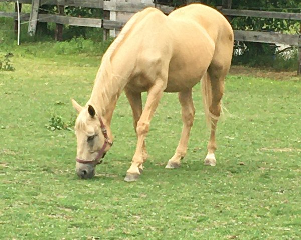 Zuchtstute Gracieux Bell (Kinsky-Pferd, 2003, von Burbon)