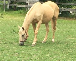 broodmare Gracieux Bell (Kinsky horse, 2003, from Burbon)