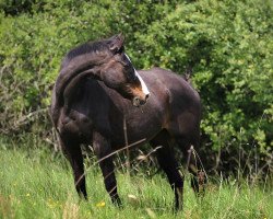 horse Greyhound xx (Englisches Vollblut, 1993, from Sextant xx)