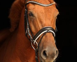 dressage horse Big Good Luck (German Riding Pony, 2008, from Top Gun I)