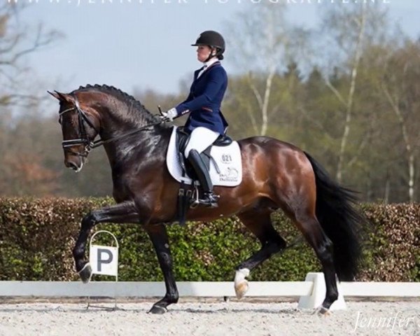 stallion Forty (Royal Warmblood Studbook of the Netherlands (KWPN), 2010, from UB 40)