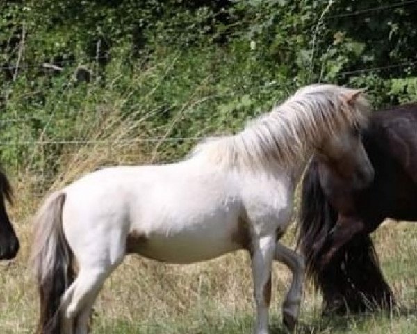 stallion Lendorfs Valentino (Nederlands Appaloosa Pony, 2018, from Valum van de Kuper)