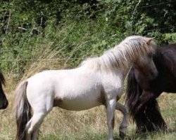 Deckhengst Lendorfs Valentino (Nederlands Appaloosa Pony, 2018, von Valum van de Kuper)