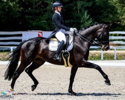 dressage horse Fraeulein Florence (Westphalian, 2005, from Florencio I)