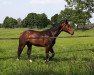 dressage horse Feueradler Fino (Westphalian, 2015, from Feedback 16)