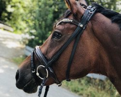 dressage horse Excuse Me 10 (Westphalian, 2009, from Expansion)