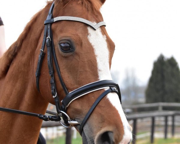 dressage horse Lilly 608 (Hanoverian, 2004, from Londonderry)