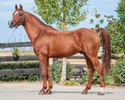 stallion Melfik d'Alauze ox (Arabian thoroughbred, 1995, from Persik ox)