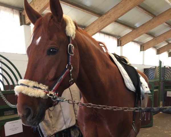 dressage horse Sir Charming 4 (Oldenburg, 2008, from Serano Gold)