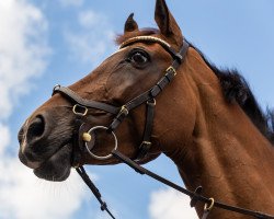 Springpferd Cash Verte (KWPN (Niederländisches Warmblut), 2007, von Wycasco Verte)