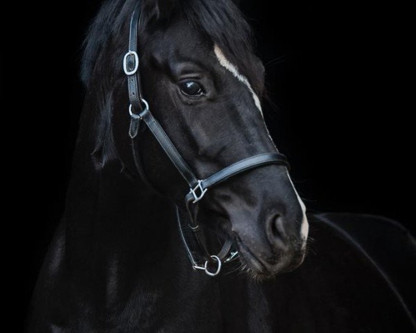 broodmare Querida Mia (Rhinelander, 2015, from Quadroneur)